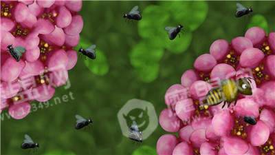变异蜜蜂2