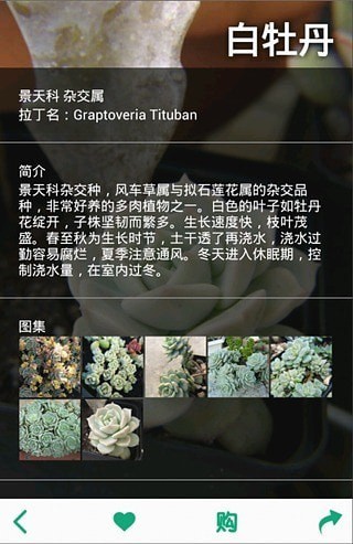 多肉植物安卓版3