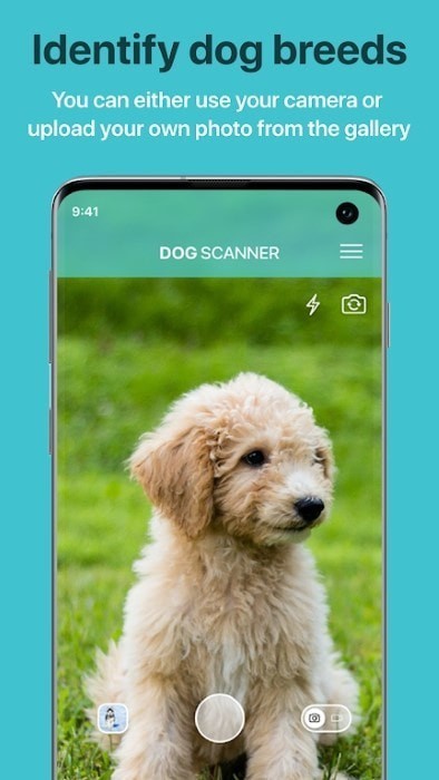 狗狗鉴定器网站1