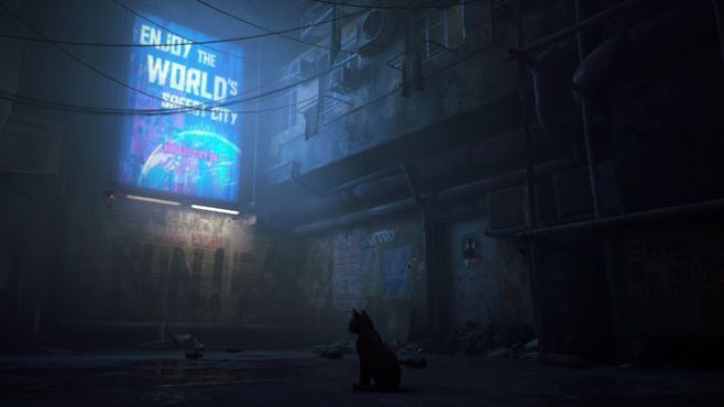 stray迷途猫1