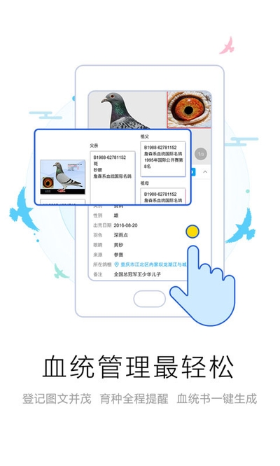 爱鸽者电脑版3
