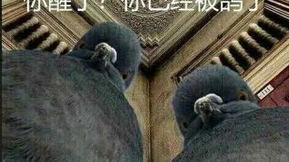 巢安卓版3