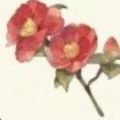 山茶网app