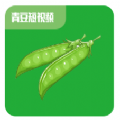 青豆短视频