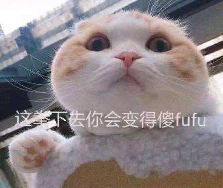 魔都惆怅猫表情包图片gif高清完整版2