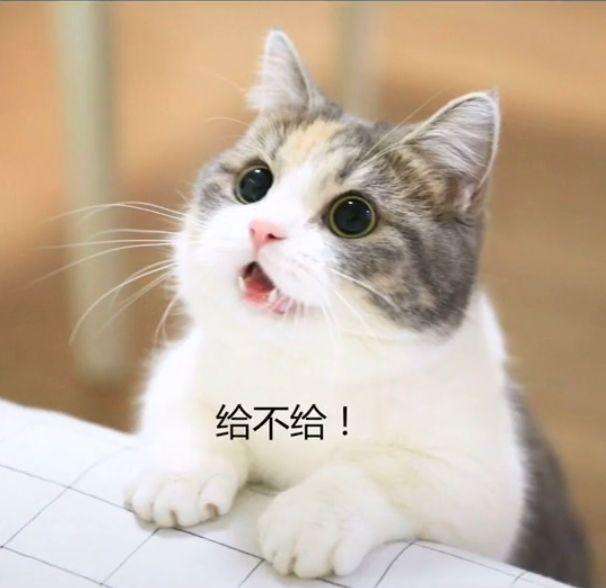 魔都惆怅猫表情包图片gif高清完整版3