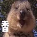 短尾矮袋鼠天生自带治愈系笑容图片大全高清无水印完整版