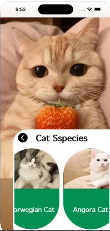 爱猫物语宠物店ios软件2