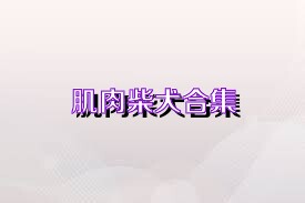 肌肉柴犬合集