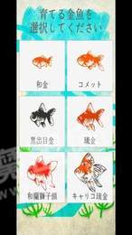 金鱼育成2