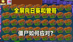 一株向日葵合集