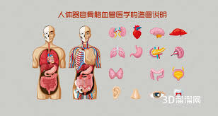 艺术家之3d解剖图合集