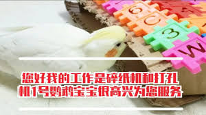玄凤手游合集