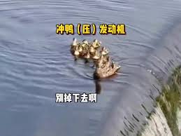 鸭子恐惧症合集