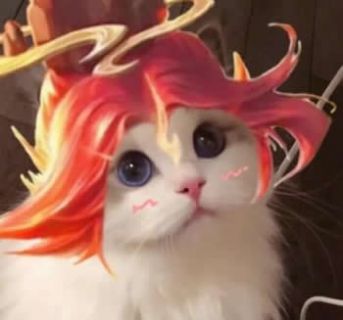 王者荣耀猫咪接头头像图片全英雄高清免费2