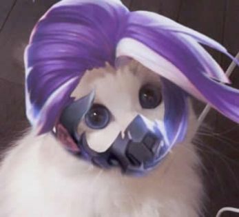 王者荣耀猫咪接头头像图片全英雄高清免费分享3