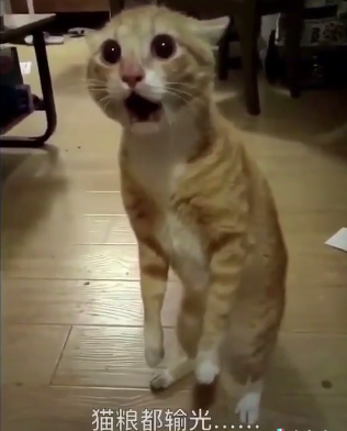 抖音一排猫咪摇头动态图表情包免费版app1