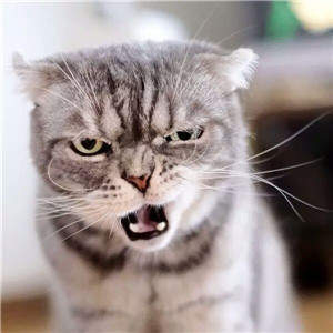 抖音一排猫咪摇头动态图表情包免费版app3