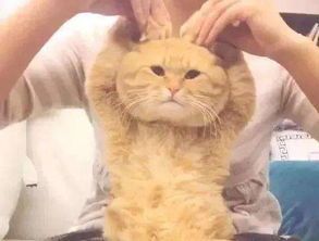 抖音蹦迪猫表情包3