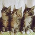 抖音一排猫咪点头表情包