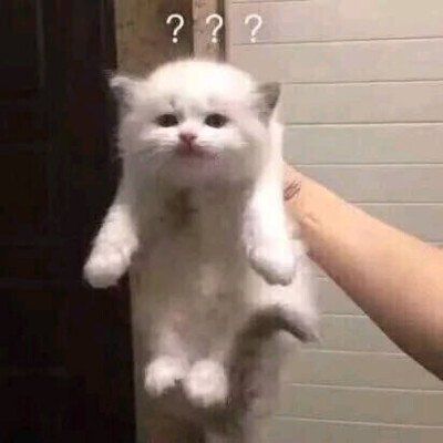 抖音一排猫咪点头表情包1