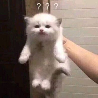 抖音3个猫蹦迪的表情包gif动态图完整版3