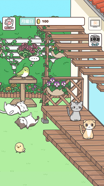 猫咪饲养日常1