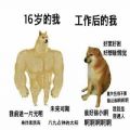 肌肉doge与小废狗表情包大全高清无水印免费分享