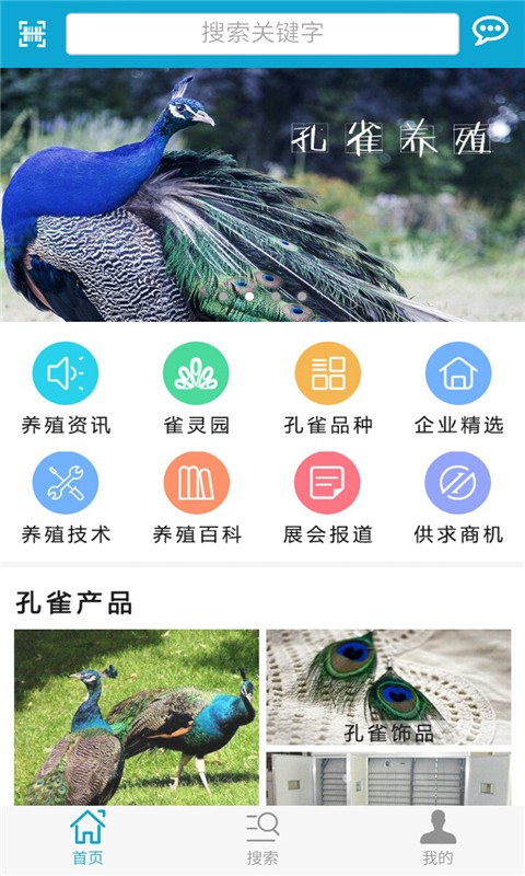 孔雀网2
