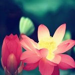 荷花唯美动态壁纸手机版